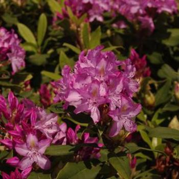 Rhododendron maximum 'Roseum Bluestem' - Rosebay Rhododendron