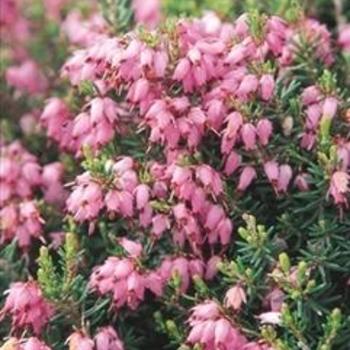 Erica x darleyensis 'Mediterranean Pink' - Winter Heath