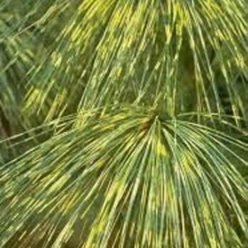 Pinus wallichiana 'Zebrina' - Zebra-striped Himalayan White Pine