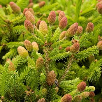 Picea abies 'Pusch' - Norway Spruce