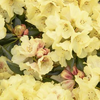 Rhododendron yakushimanum 'Goldschatz' - Miyama Gold Prinz Rhododendron