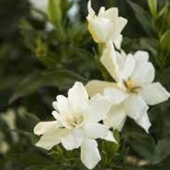 Gardenia jasminoides 'Frost Proof' - Gardenia