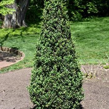 Buxus sempervirens 'Pyramidalis' - Pyramidal Boxwood