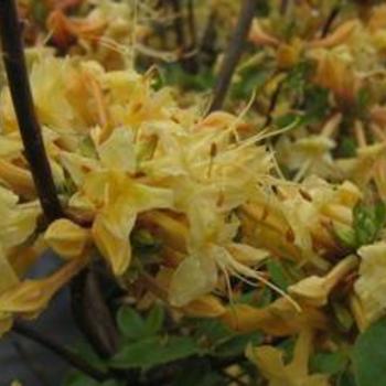 Rhododendron 'My Mary' - Deciduous Azalea