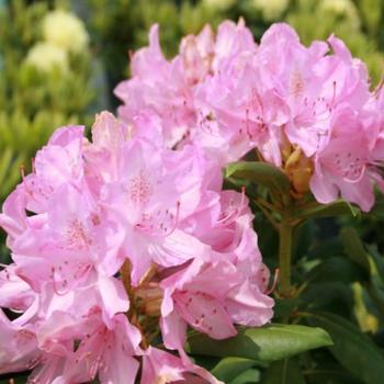 Rhododendron x 'Roseum Pink' - Roseum Pink Rhododendron