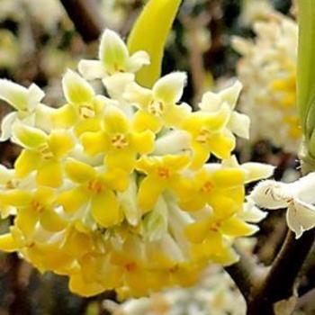 Edgeworthia chrysantha 'Nanjing Gold' - Paperbush