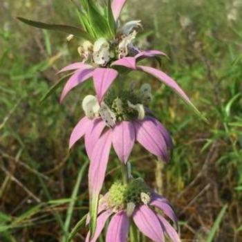 Monarda punctata - Dotted Horsemint or Spotted Beebalm