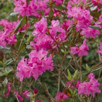 Rhododendron x 'Landmark' - Landmark Rhododendron