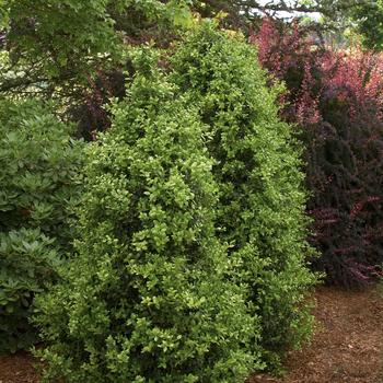 Buxus sempervirens 'Green Tower' - Green Tower Boxwood