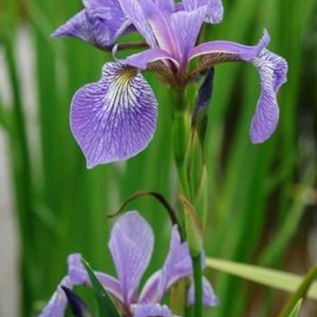 Iris versicolor - Blue Flag