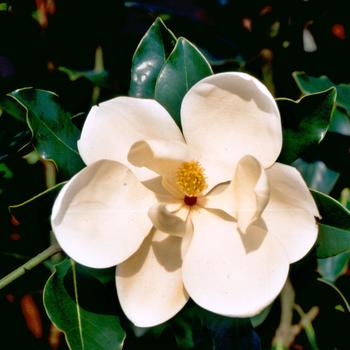 Magnolia grandiflora 'Little Gem' - Little Gem Espalier