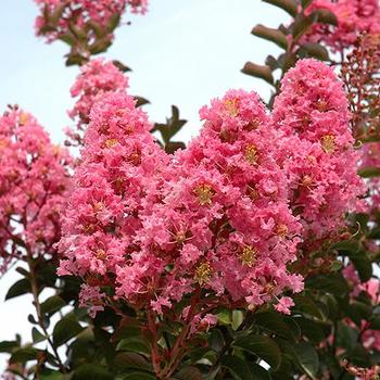 Sioux - Lagerstroemia - Crepe Myrtle