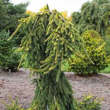 Picea abies 'Gold Drift' - Norway Spruce