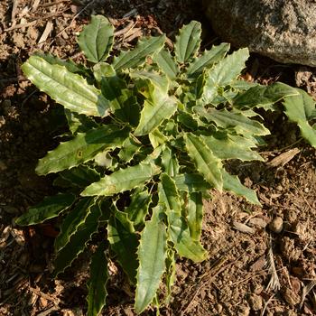 Epimedium wushanense 'Sandy Claws' (Barrenwort) - Sandy Claws Barrenwort