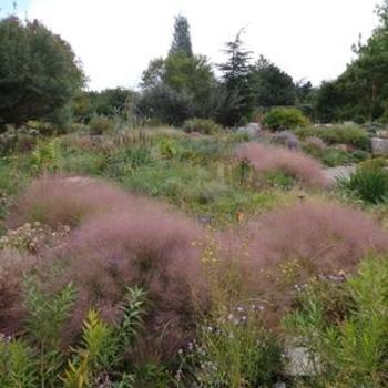 Muhlenbergia reverchonii Undaunted® - Ruby Muhly Grass 'Undaunted®'