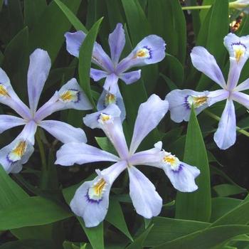 Iris cristata 'Powder Blue Giant' - Dwarf Crested Iris