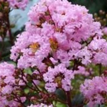Lagerstroemia indica 'Rhapsody in Pink' - Crepe Myrtle Pink