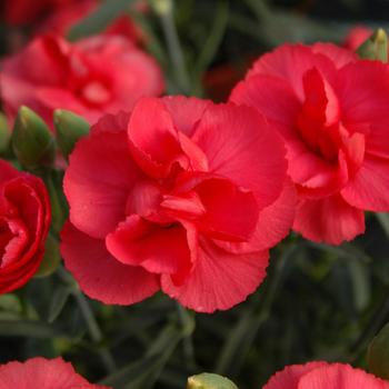 Dianthus 'Rosebud' - Rosebud Pinks or Mini Carnation