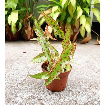 Begonia amphioxis - Polka Dot Begonia