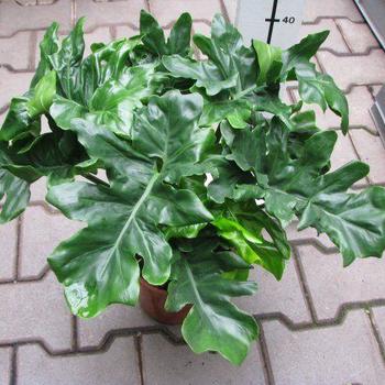 Philodendron (Thaumatophyllum) - Philodendron - General