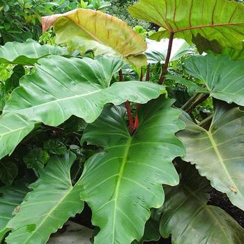 Philodendron - Philodendron 'Weeks Red'