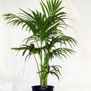 Howea foresteriana - Kentia Palm