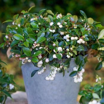 Gaultheria procumbens 'Peppermint Pearl' - Wintergreen