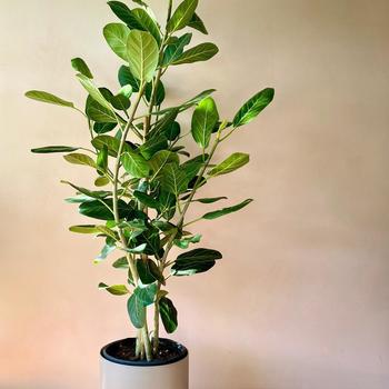 Ficus benghalensis - Ficus 'Audrey'