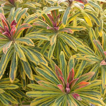 Euphorbia martinii 'Ascot Rainbow' - Ascot Rainbow Spurge