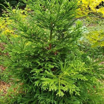 Cryptomeria japonica 'Gyokuryu' - Japanese Cedar
