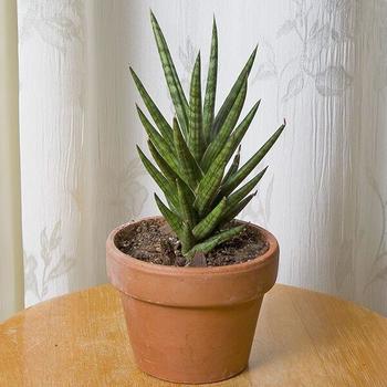 Sansevieria francissi ''Spiky'' - Mother-In-Laws Tongue