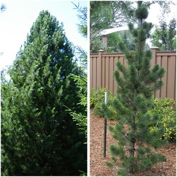 Picea cembra 'Prairie Statesman (Herman) - Swiss Stone Pine