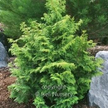 Chamaecyparis obtusa 'Gracilis' - Slender Hinoki Cypress