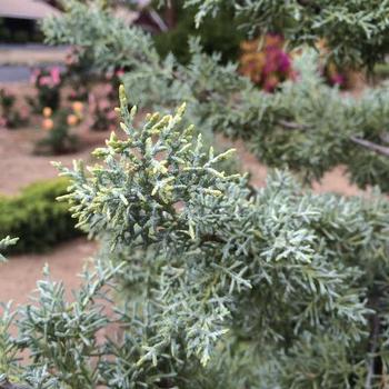 Cupressus arizonica 'Chaparral' - Arizona Cypress