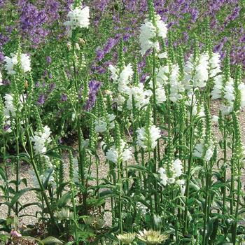 Physostegia virginiana 'Miss Manners' - Miss Manners Obedient Plany