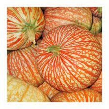 Cucurbita - 'One Too Many' Pumpkin