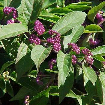 Callicarpa dichotoma 'Issai' - Beautyberry
