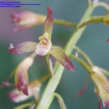 Aplectrum hyemale - Putty Root Orchid