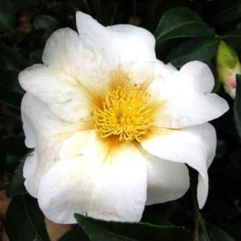 Camellia x 'Winter's Star White' - Fall Blooming Camellia