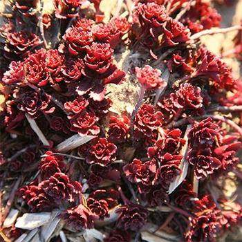 Sedum floriferum 'Winter Mahogany' - Stonecrop 'Winter Mahogany'