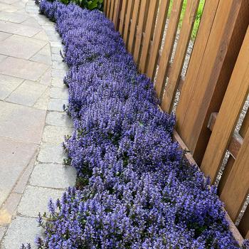 Ajuga reptans 'Blueberry Muffin' - Blueberry Muffin Bugleweed