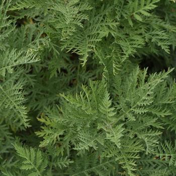 Artemisia gmelinii SunFern™ 'Arcadia' - Wormwood 'Arcadia'