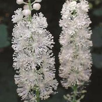 Actaea racemosa - Black Cohosh or Bugbane