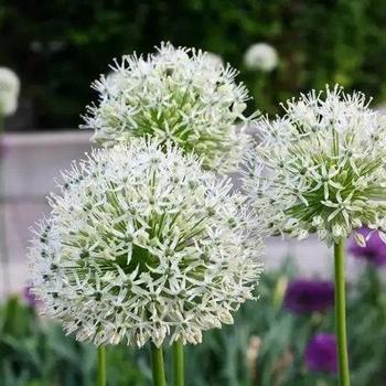 Allium 'White Giant' - White Giant Ornamental Onion