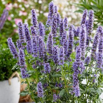 Agastache 'Crazy Fortune' - Crazy Fortune Variegated Anise Hyssop