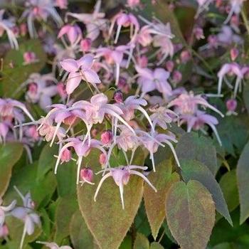 Epimedium grandiflorum 'Pretty in Pink' (Barrenwort) - Pretty in Pink Barrenwort