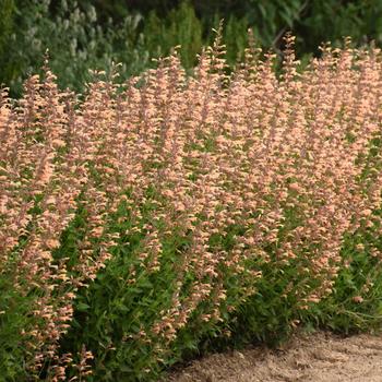 Agastache - Meant to Bee™ Queen Nectarine