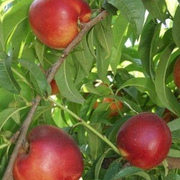Prunus x 'Independence' - 'Independence' Nectarine