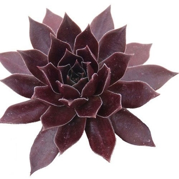 Sempervivum Chick Charms 'Chocolate Kiss' - Chocolate Kiss Hens and chicks