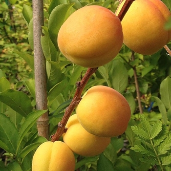 Prunus armeniaca 'Puget Gold' - 'Puget Gold' Apricot